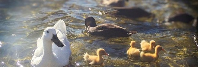 Let your duckling swim!